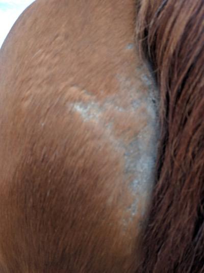 bad rain rot on a horse butt cheek