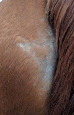 large patch of rain rot next to a horse's tail