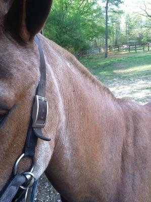 roached mane on chestnut horse