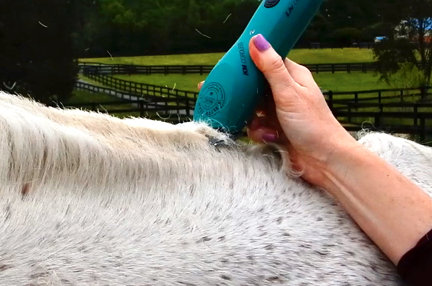 roaching the mane with clippers