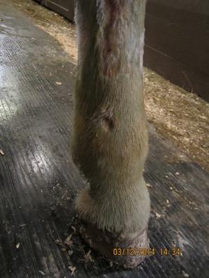 pitting edema in a horse's lower leg