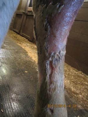 cellulitis with hair loss on a leg