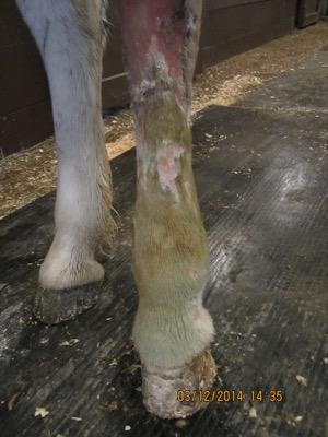 cellulitis with hair loss on the cannon bone area