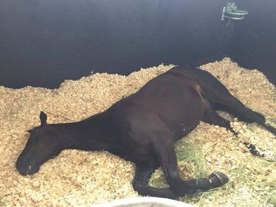 horse sleeping in deep shavings