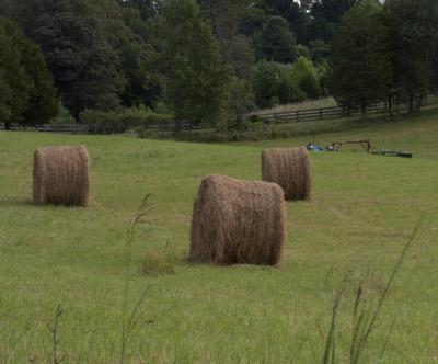 round hay bales in hay field