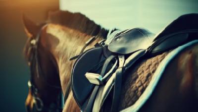 horse wearing an english saddle view from behind