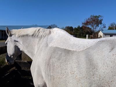 gray horse clipped with saddle pad remaining