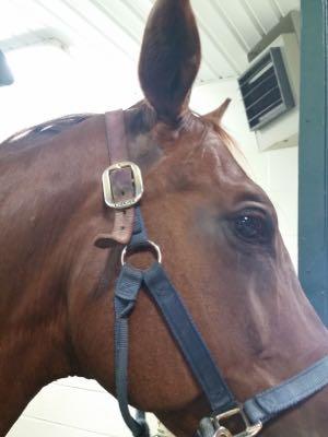 nylon halter with leather crownpiece