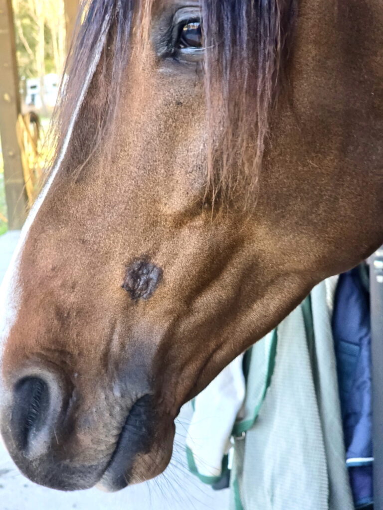 sarcoid on horse's face