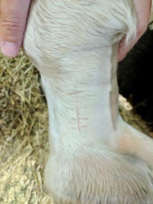 scar on horse pastern