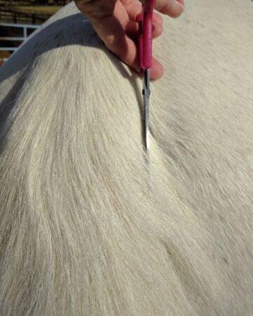 uses scissors up and down to tidy up the tail top