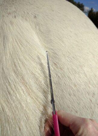 scissors to trim the sides of the tail