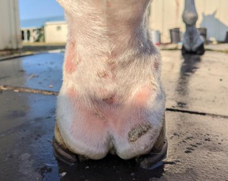 scratches on heel bulb of white horse with pink skin