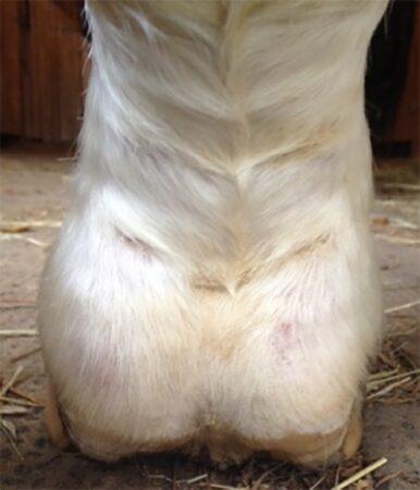 no more scabs on horse C