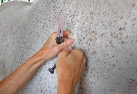 Gray horse getting a vaccine