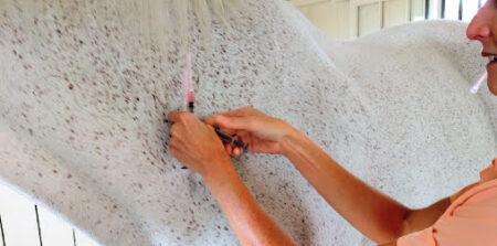 giving vaccines to a gray horse