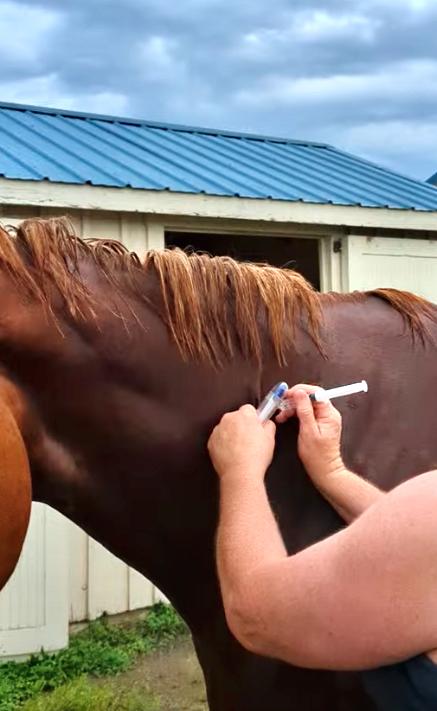 equine vet giving a shot in the muscle of a horse's neck