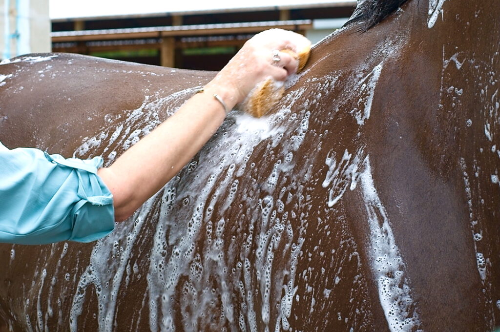 lady's arm holding a sponge shampooing a horse that has lots of shampoo bubbles on a dark coat