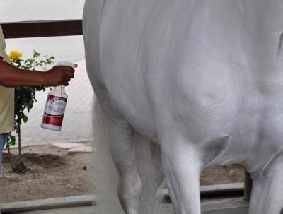 gray-horse-tail-spray