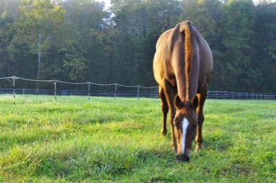 chestnut horse grazing on lush pasture grass