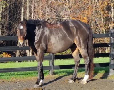shiny horse after clipping in a grass paddock