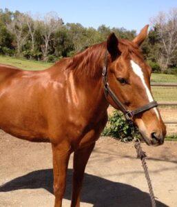 shiny-chestnut-horse