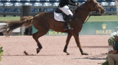 jumping horse showing strain on the front legs and pasterns