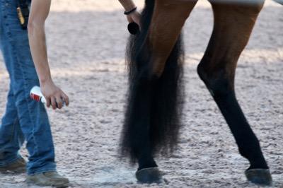 groom with fluffy horse tail