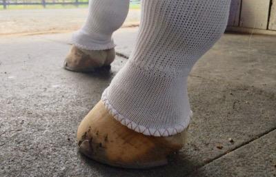 sox-for-horses