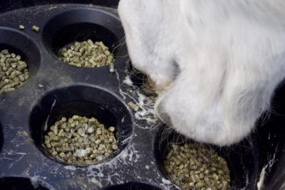 slow feeder for horse feeds and hay pellets