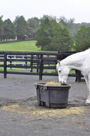 horse eating from a hay net inside a tub outside