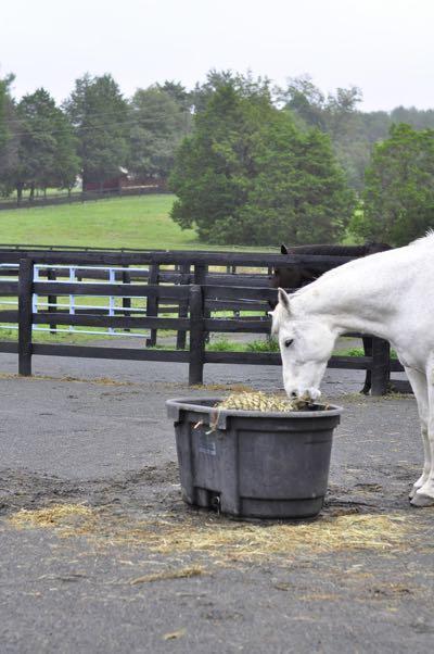 horse eating from a hay net inside a tub outside