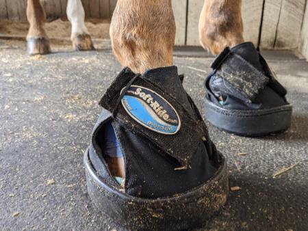 horse front hoof wearing a soft ride boot for laminitis