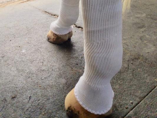 horse wearing sox for horses on mat