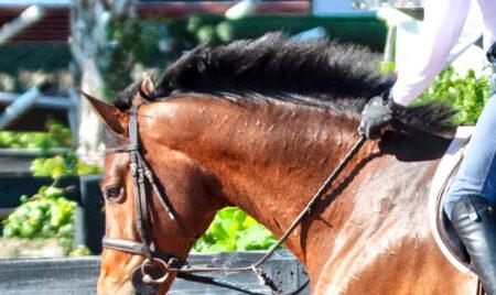 standing martingale on a bay horse with black mane flying in the wind
