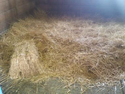 straw bedding in a horse stall 
