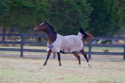 silly horse running in the field with his tail flagging