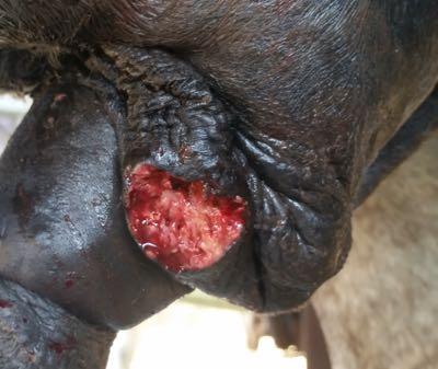 summer sore on sheath