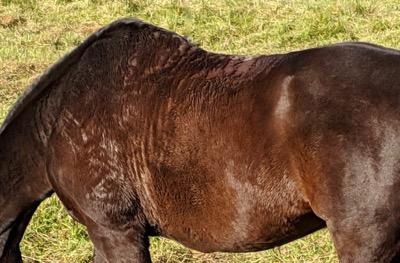 furry horse in winter with lots of sweat marks