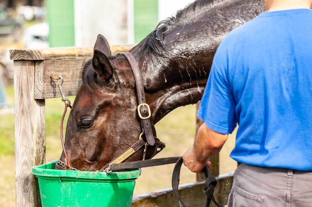 sweaty horse drinking form a green bucket while wearing a leather halter 