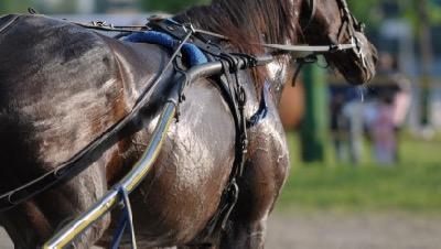 sweaty carriage horse