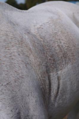 sweaty horse with girth marks