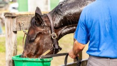 sweaty horse drinking from a green tub