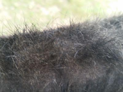 mane rubbed by sweet itch