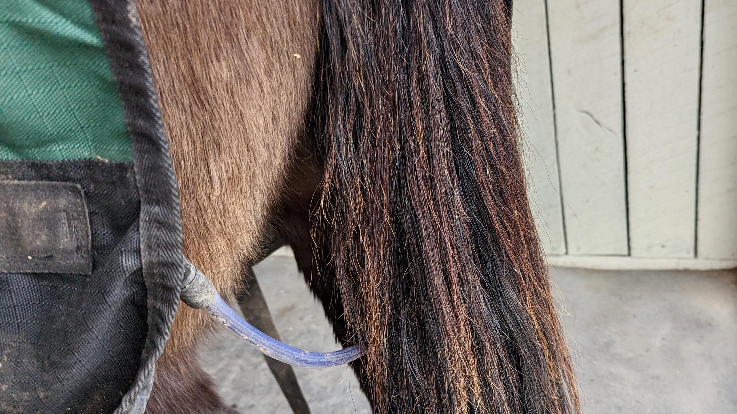 Tail cord on horse blanket under a tail and behind the legs