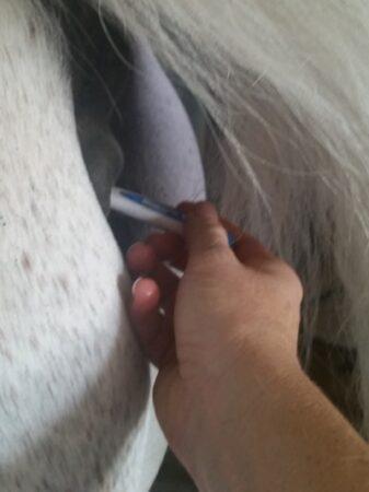 digital thermometer reading horse temperature