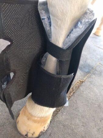 horse leg getting an ice boot put on