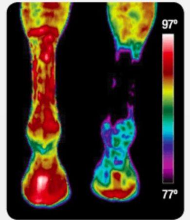 heat image of horse legs