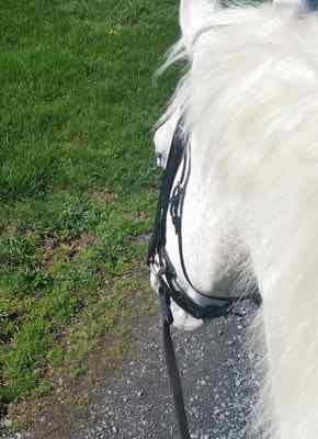 horse with crazy mane