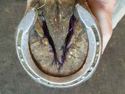 horse with horseshoe and some purple thrush medication